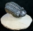 Arched Reedops Trilobite From Morocco #9731-2